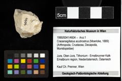 Foto (Objekt + Etiketten) von Cracensigillatus acutirostrus (Moericke, 1889) 